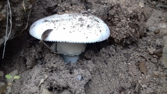 Amanita proxima