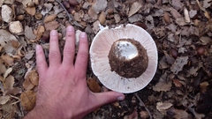 Amanita proxima