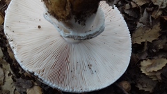 Amanita proxima