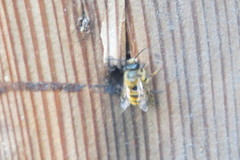 Osmia bicornis