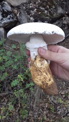 Amanita proxima