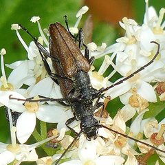 Trachysida mutabilis