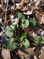 Alliaria petiolata