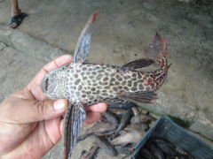 Amazon Sailfin Catfish photo 5