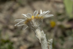 Anthemis tomentosa