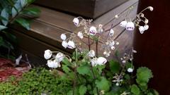 Jovellana sinclairii
