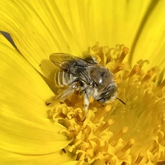 Diadasia
