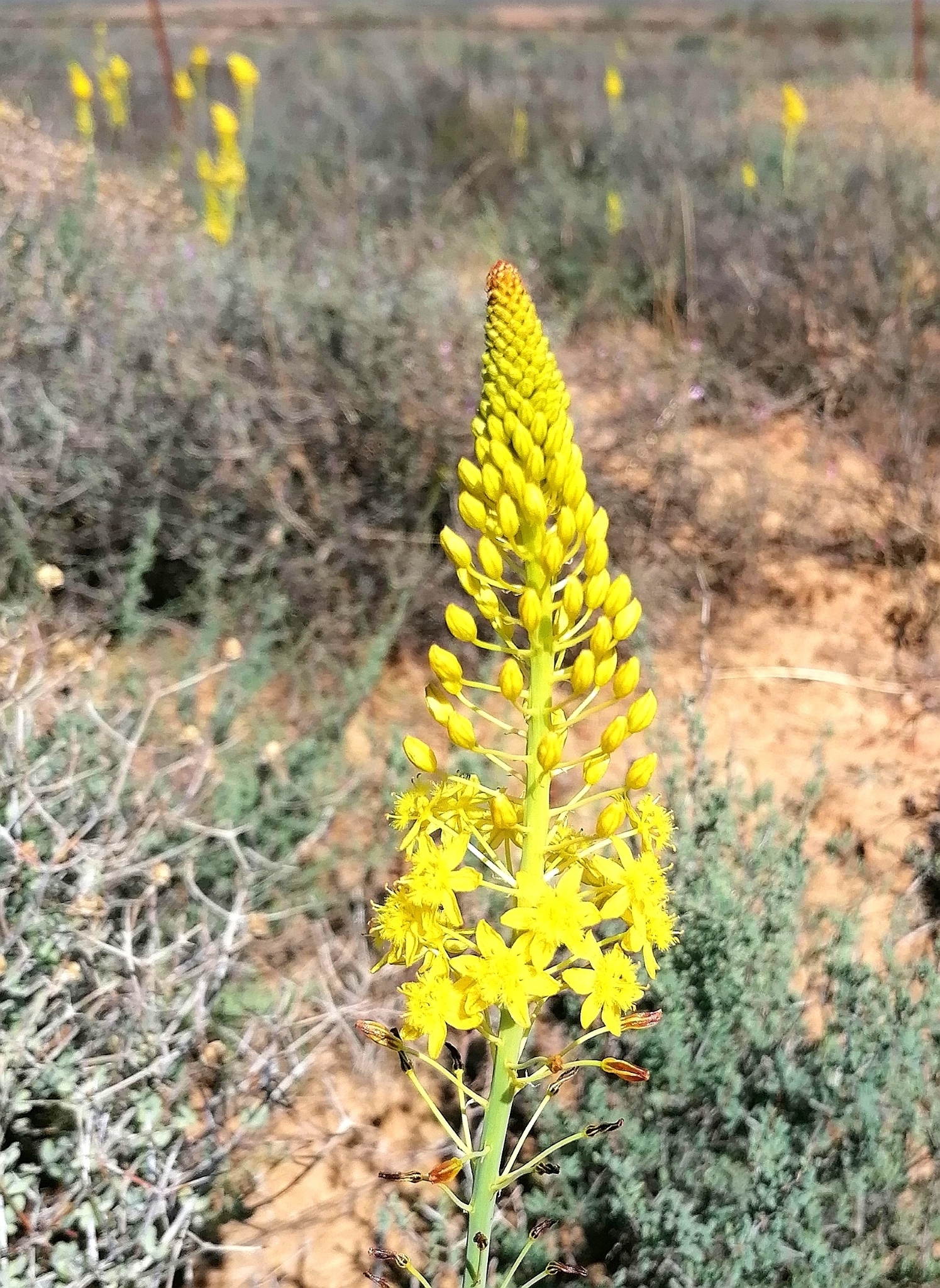 Common Kopieva (Bulbine alooides)