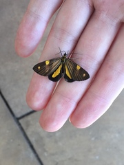 Phaeochlaena lampra