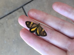 Phaeochlaena lampra