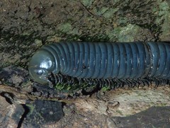 Acladocricus