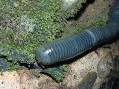 Acladocricus