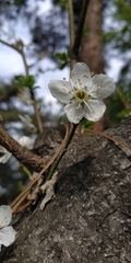 Prunus