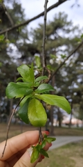 Prunus