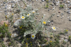 Anthemis tomentosa