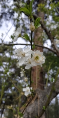 Prunus