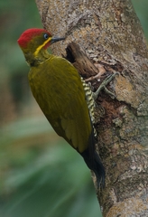 Piculus chrysochloros