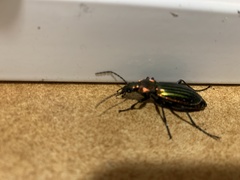 Carabus lineatus