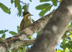 Piculus chrysochloros