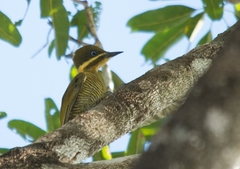 Piculus chrysochloros