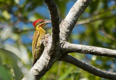 Piculus chrysochloros