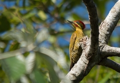 Piculus chrysochloros