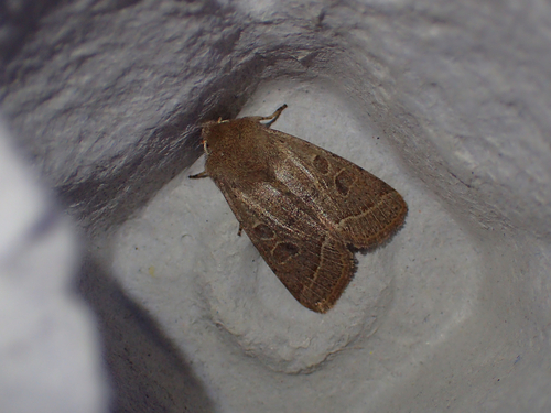 Orthosia cerasi
