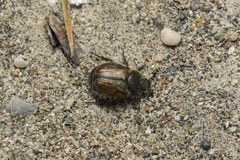 Blitopertha lineolata