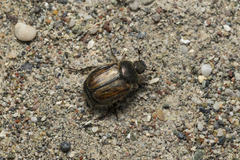 Blitopertha lineolata