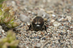 Blitopertha lineolata