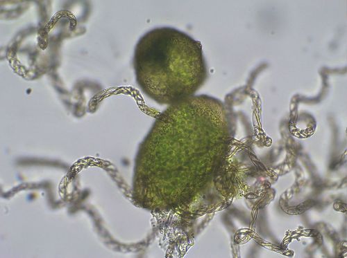Lunularia cruciata