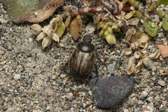 Blitopertha lineolata