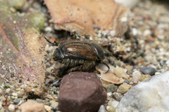 Blitopertha lineolata