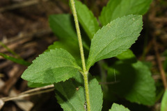 Stevia aristata
