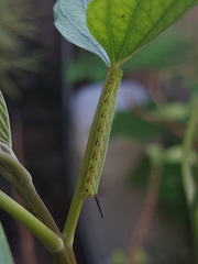 Agrius godarti
