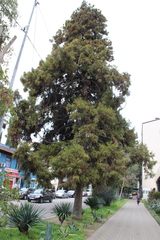 Cryptomeria japonica