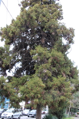 Cryptomeria japonica