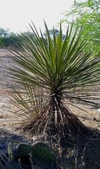 Yucca periculosa