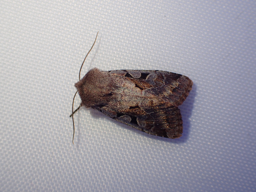Orthosia gothica