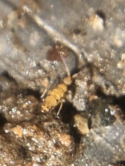 Willowsia nigromaculata