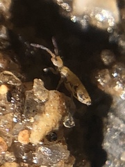 Willowsia nigromaculata