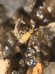 Willowsia nigromaculata