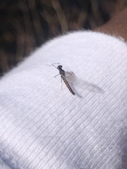 Leptophlebia cupida