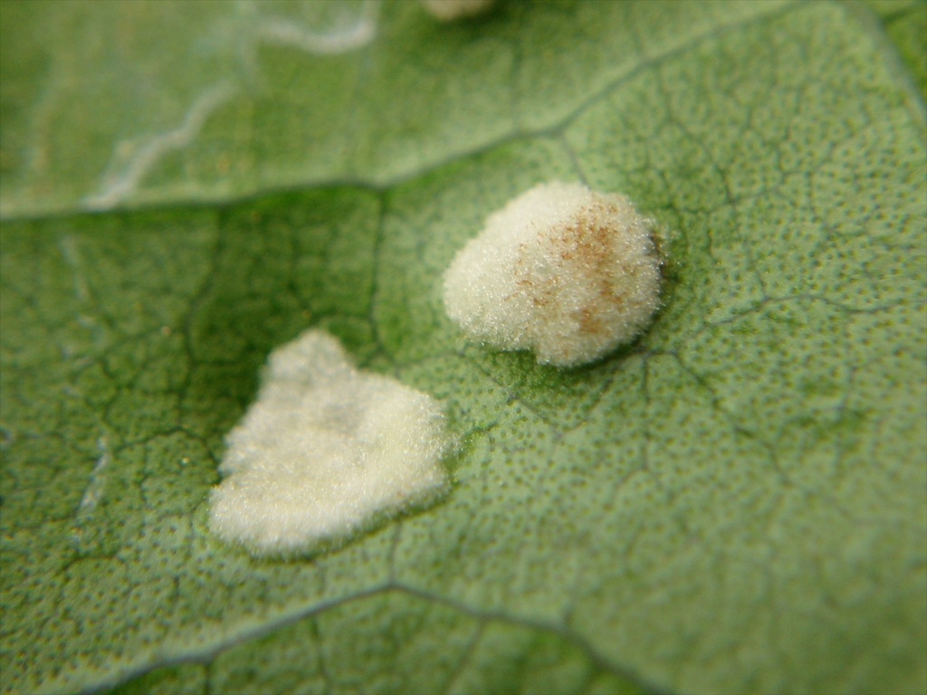 Puriri erineum mite