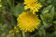 Hypochaeris achyrophorus