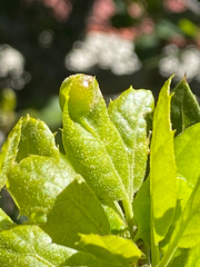 Callirhytis perfoveata