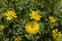 Hypochaeris achyrophorus