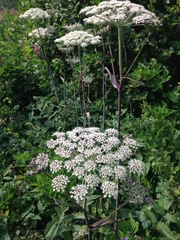 Angelica genuflexa