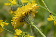 Hypochaeris achyrophorus