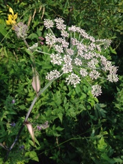 Angelica genuflexa
